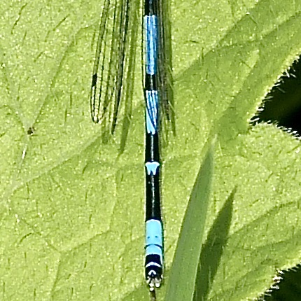 variable